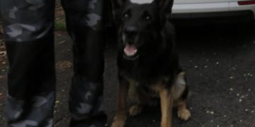 A betörők rejtekhelyéig vezette a nyomozókat Nani, a nyomkövető kutya