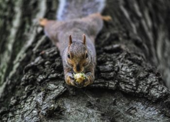 Colorado államban bubópestises mókust találtak