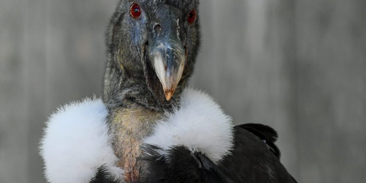 Az andoki kondorkeselyű szinte szárnycsapások nélkül repül