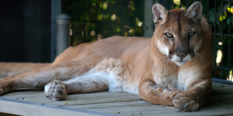 Egy lengyel férfi pumájával bujkált az erdőben