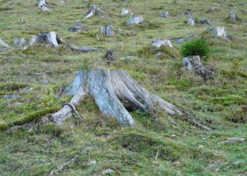 Az uniós országokban drámaian nőtt a fakitermelés