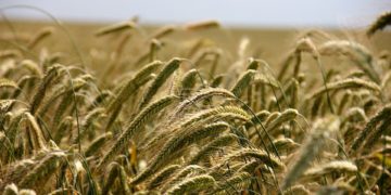 A tervezettnél több agrártámogatást kap Magyarország