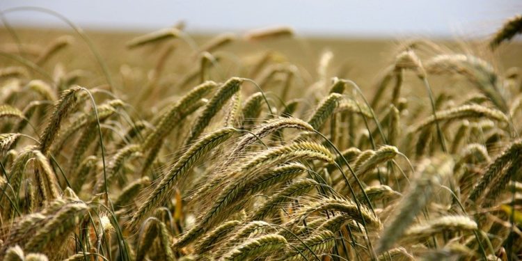 A tervezettnél több agrártámogatást kap Magyarország