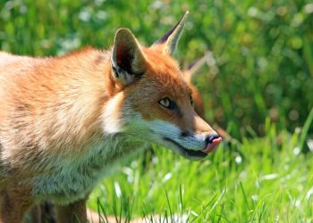 Az ember által otthagyott maradékot rókák már több tízezer éve eszik a rókák