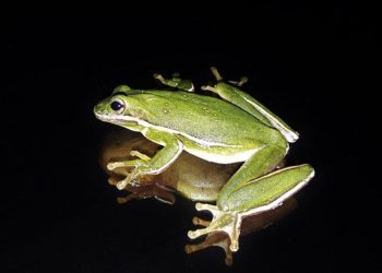 Egzotikus békát fedeztek fel egy walesi élelmiszerbolt polcán