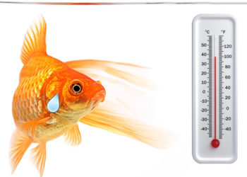 A halak 60 százaléka kipusztulhat a klímaváltozás miatt