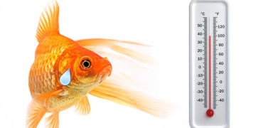 A halak 60 százaléka kipusztulhat a klímaváltozás miatt