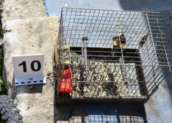 Védett madarakat fogott be