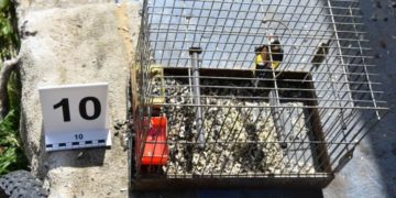 Védett madarakat fogott be