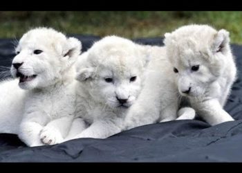 Ritka fehéroroszlánok születtek a Nyíregyházi Állatparkban