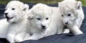 Ritka fehéroroszlánok születtek a Nyíregyházi Állatparkban