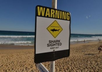 Tasmania partjainál cápa ragadott el egy  tízéves fiút a halászhajóról