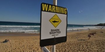 Tasmania partjainál cápa ragadott el egy  tízéves fiút a halászhajóról