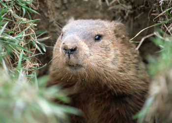 Pestises fertőzés Mongóliában