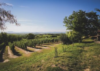 Oltalom alatt álló eredetmegjelölését kaphatnak a Csopaki borok