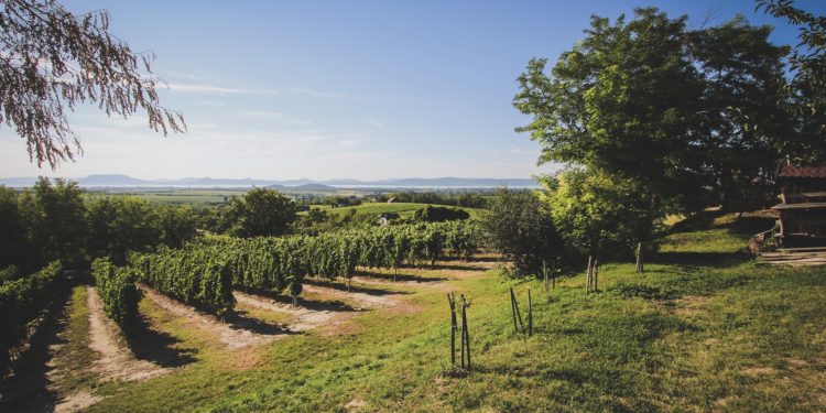Oltalom alatt álló eredetmegjelölését kaphatnak a Csopaki borok