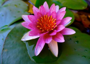 Közép-Európa legnagyobb virágzó indiailótusz-állományával várják a látogatókat a Szegedi Tudományegyetem (SZTE) füvészkertjében