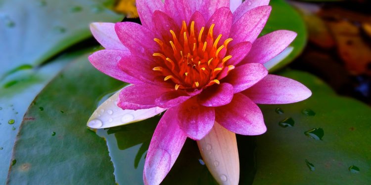 Közép-Európa legnagyobb virágzó indiailótusz-állományával várják a látogatókat a Szegedi Tudományegyetem (SZTE) füvészkertjében