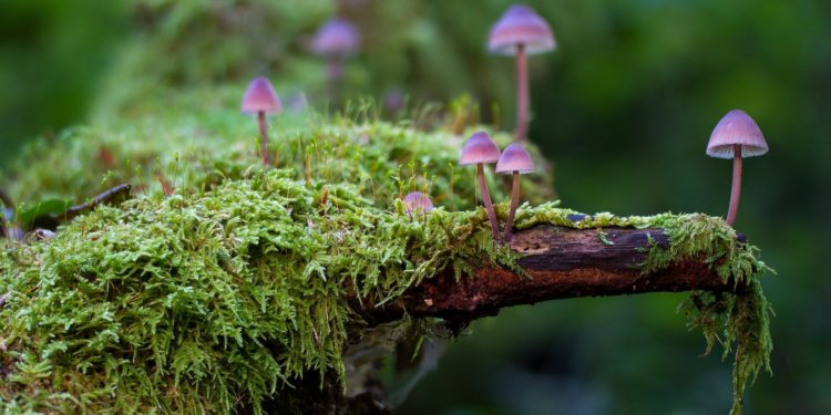 Cseh kutatók interneten elérhető gombavilágatlaszt készítettek