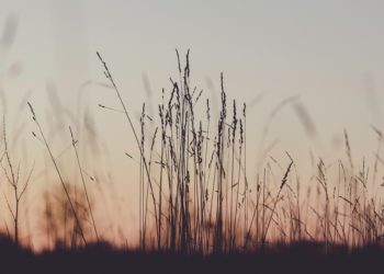 Magyarország más országok előtt halad a környezetvédelmi oktatás területén