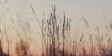 Magyarország más országok előtt halad  a környezetvédelmi oktatás területén