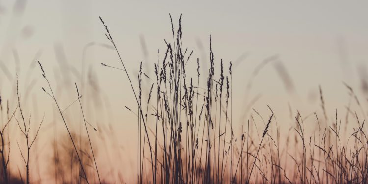 Magyarország más országok előtt halad  a környezetvédelmi oktatás területén