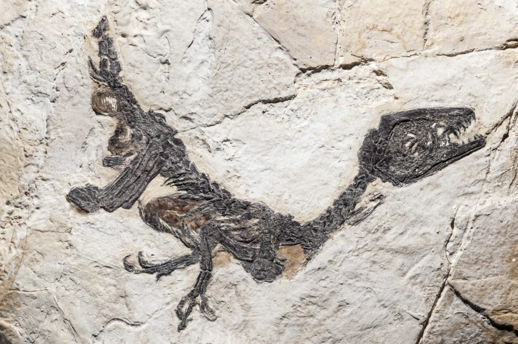 Reconstruction of fossil of Scipionyx samniticus