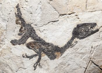 Reconstruction of fossil of Scipionyx samniticus