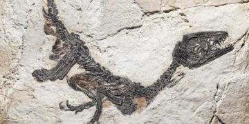 Reconstruction of fossil of Scipionyx samniticus