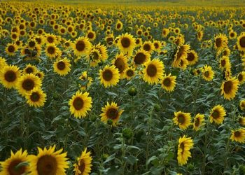 Óriási mennyiségű igazolatlan származású napraforgót adtak el magyar termelő adataival