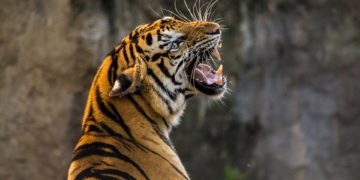 2022-ig sikerülhet Nepálnak megdupláznia tigriseinek