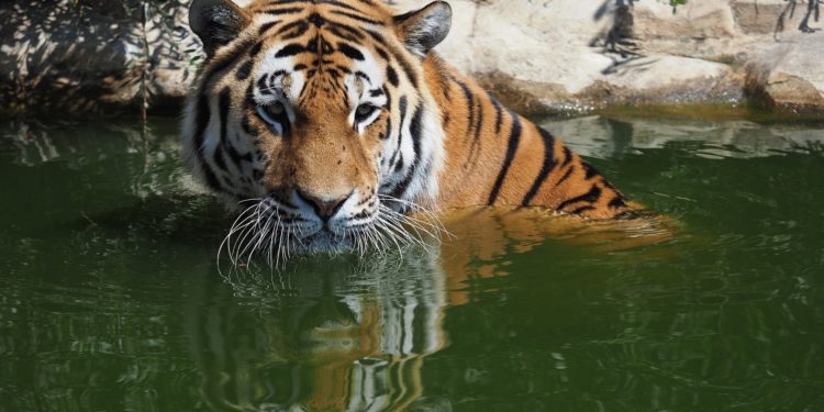 India a 2018-19-es tigrisszámlálással vadfelmérés Guinness-rekordot állított fel