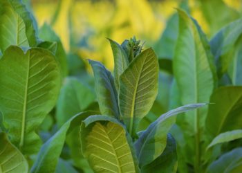 Megkezdődött a dohány betakarítása -gyengébb lesz a termés