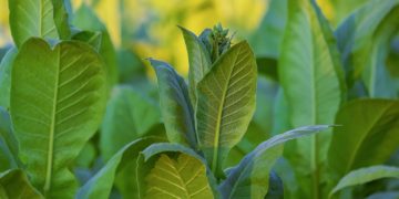 Megkezdődött a dohány betakarítása -gyengébb lesz a termés