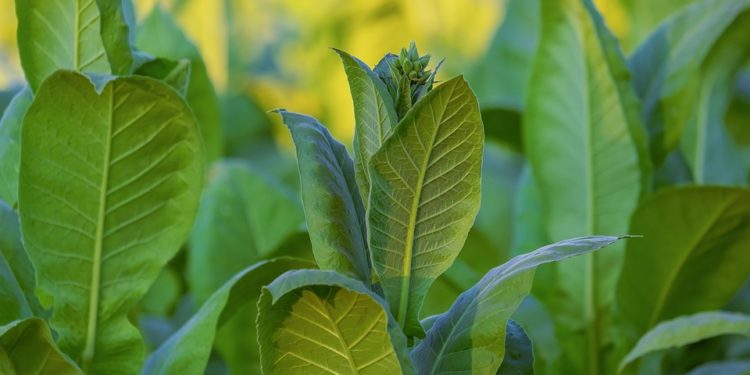 Megkezdődött a dohány betakarítása -gyengébb lesz a termés