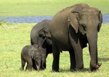 Srí Lanka-i nemzeti park – Ritka elefántikrek születtek