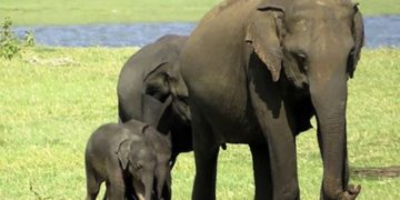 Srí Lanka-i nemzeti park – Ritka elefántikrek születtek
