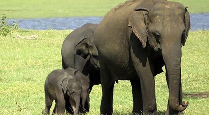 Srí Lanka-i nemzeti park – Ritka elefántikrek születtek