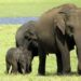 Srí Lanka-i nemzeti park – Ritka elefántikrek születtek