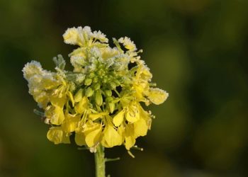 A fagyott a Bükkben hajnalban