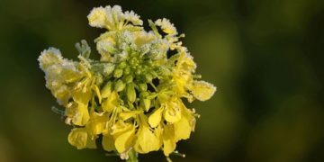 A fagyott a Bükkben hajnalban