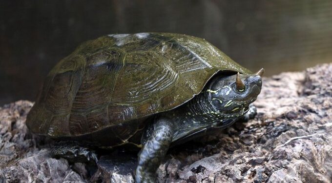 Egy ritka kínai háromélű teknős szarvacskákat visel a szemhéján (videó)