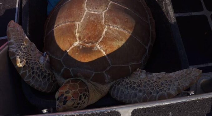 Két bajba jutott tengeri teknőst gyógyítottak meg , majd visszaengedték a tengerbe (videó)