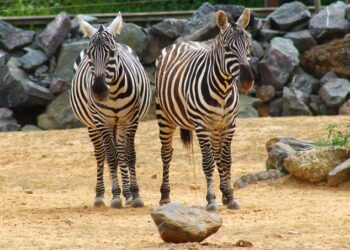 Egy cseh állatkert a világ legveszélyeztetettebb zebra alfajának tenyésztésébe