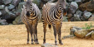 Egy cseh állatkert a világ legveszélyeztetettebb zebra alfajának tenyésztésébe