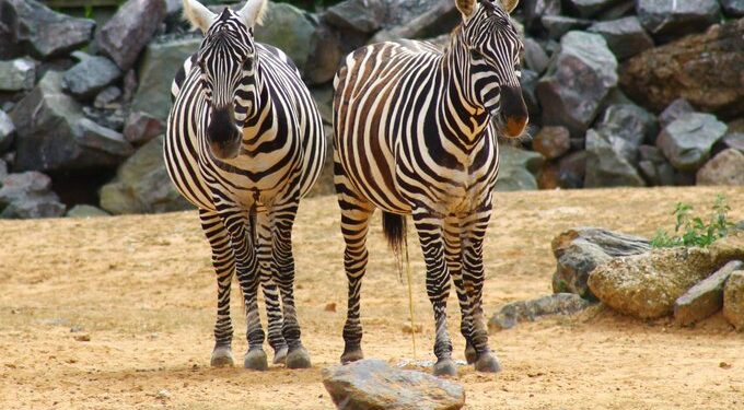 Egy cseh állatkert a világ legveszélyeztetettebb zebra alfajának tenyésztésébe