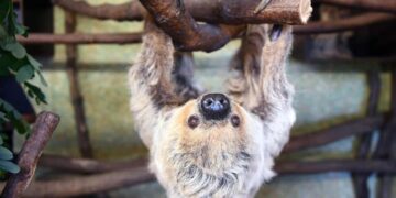 A világ legidősebb lajhárja elpusztult (videó)