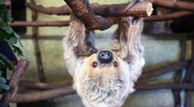 A világ legidősebb lajhárja elpusztult (videó)