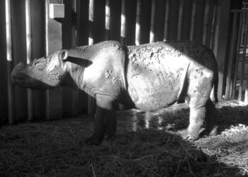 A kihalt malajziai orrszarvút tervezik visszahozni őssejtekből kiindulva
