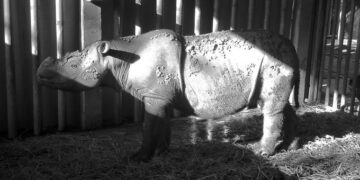 A kihalt malajziai orrszarvút tervezik visszahozni őssejtekből kiindulva